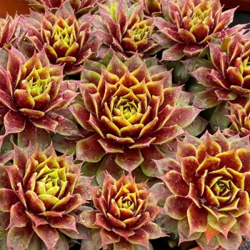 Sempervivum - hybride - Gold Crown - COV